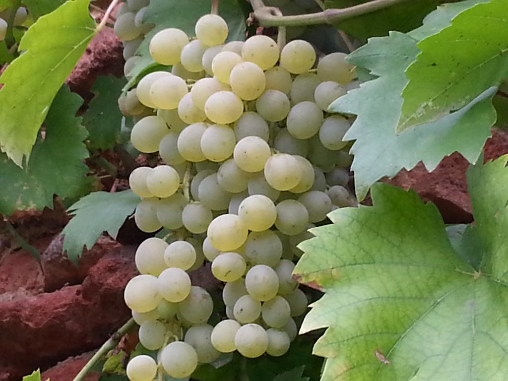 Penzion U Vlku Valtice Dış mekan fotoğraf